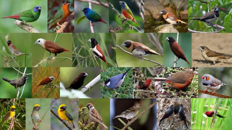 Burung Emprit Emprit: Apa Yang Perlu Anda Ketahui?