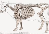 Apakah Sapi Memiliki Tulang Belakang? Pengertian dan Fakta Menarik