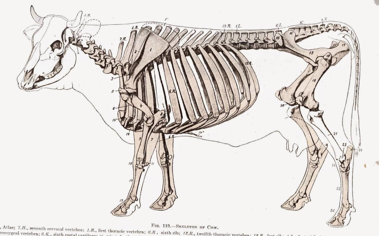 Apakah Sapi Memiliki Tulang Belakang? Pengertian dan Fakta Menarik