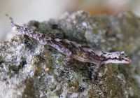 Apakah Cicak Memiliki Sisik?