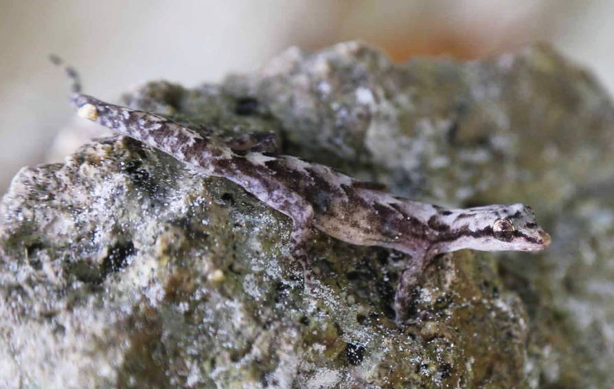 Apakah Cicak Memiliki Sisik?