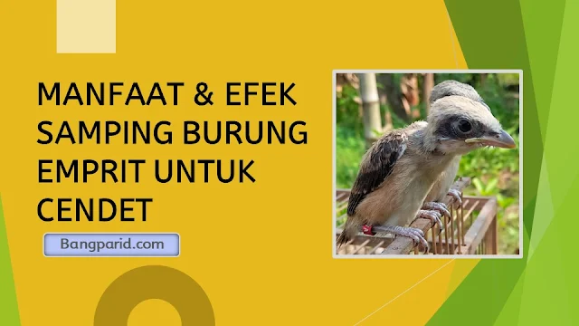 Manfaat Burung Emprit untuk Cendet: Meningkatkan Kesehatan dan Kualitas Suara