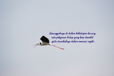 Filosofi Burung Emprit: Pelajaran Hidup dari Kehidupan yang Sederhana