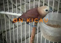 Burung Emprit Kaji Jantan: Karakteristik, Perilaku, dan Tips Perawatan