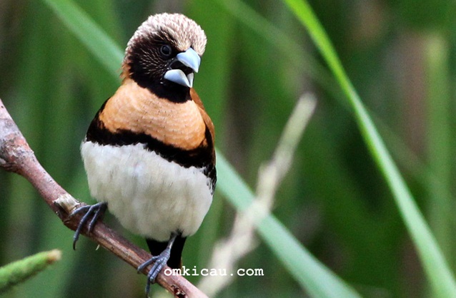 Burung Emprit Warna Coklat: Sebuah Keindahan Alam yang Langka