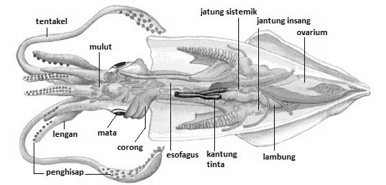 Apakah Cumi-Cumi Memiliki Tulang Belakang?
