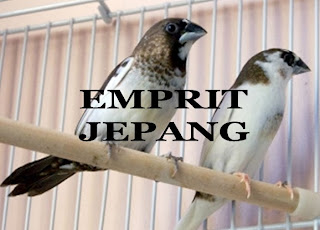 Burung Emprit Jepang: Harga dan Informasi Lengkap