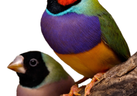 Burung Emprit Jepang Makan Apa? Ini Jawabannya!