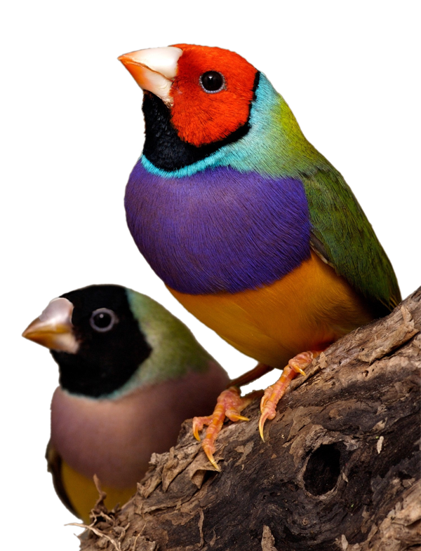 Burung Emprit Jepang Makan Apa? Ini Jawabannya!