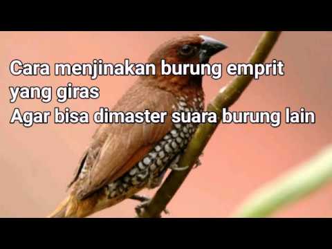 Cara Menjinakkan Burung Emprit Liar dengan Efektif dan Aman