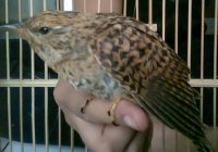 Burung Emprit Gantil Jawa: Keunikan dan Fakta Mengenai Spesies ini