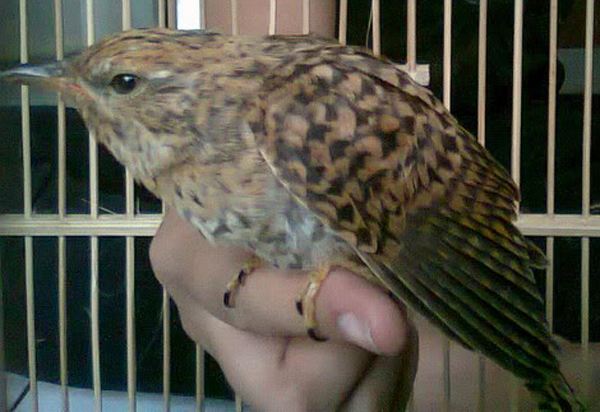 Burung Emprit Gantil Jawa: Keunikan dan Fakta Mengenai Spesies ini