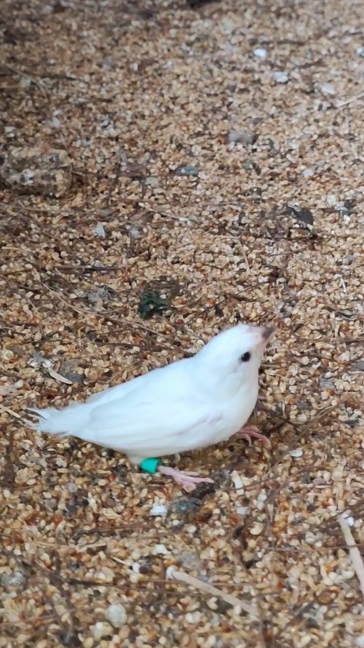 Burung Emprit Jepang Putih: Keunikan dan Perawatannya