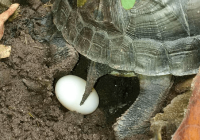 Penyu Berkembang Biak dengan Cara: Proses Reproduksi dan Konservasi