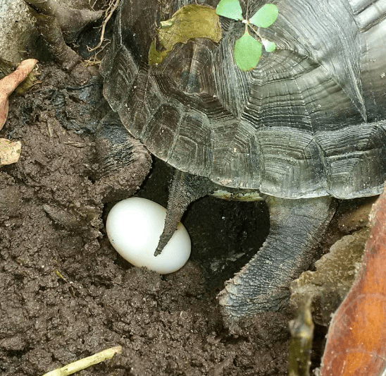 Penyu Berkembang Biak dengan Cara: Proses Reproduksi dan Konservasi