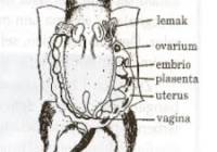 Apakah Tikus Mengalami Fertilisasi Internal?