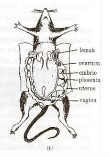 Apakah Tikus Mengalami Fertilisasi Internal?