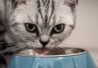 Ciri-Ciri Makanan Basah Kucing Basi yang Perlu Diperhatikan