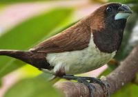 Burung Emprit: Makanannya Apa?