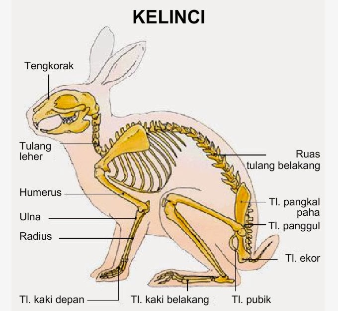 Apakah Kelinci Memiliki Tulang Belakang?