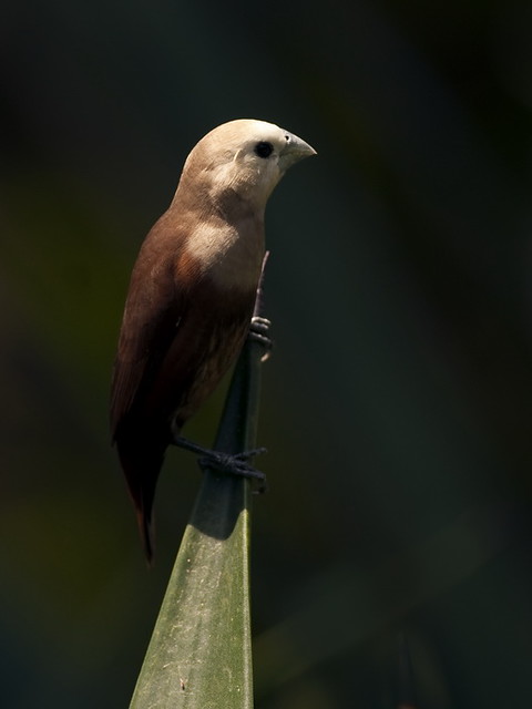 Burung Emprit Bali: Keindahan dan Keunikan di Balik Sayap Kecil