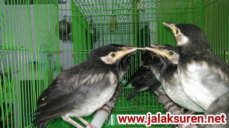 Harga Burung Emprit Ekor Panjang: Informasi Terlengkap