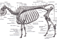 Apakah Sapi Memiliki Tulang Belakang?