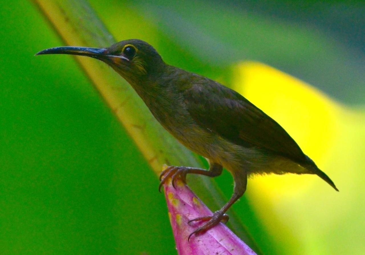 Burung Emprit Jantung: Spesies Unggul dengan Kecantikan yang Memukau