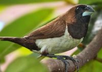 Burung Emprit Oren: Keindahan dan Fakta Menarik