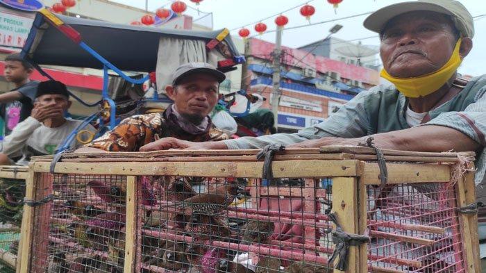 Burung Emprit Lampung: Keindahan dan Uniknya