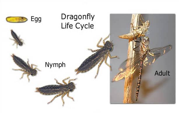 Apakah Capung Memiliki Tulang Belakang?