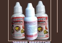 Obat Burung Emprit: Panduan Lengkap untuk Menjaga Kesehatan Burung Anda