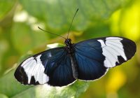 Emprit Jepang: Salah Satu Jenis Kupu-Kupu Paling Langka dan Eksotis di Dunia