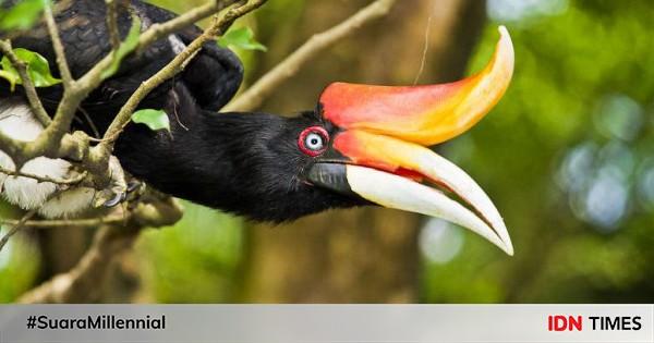 Burung Emprit Paruh Orange: Spesies Unik dengan Keunikan Ternilai