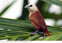 Burung Emprit Besar: Profil, Habitat, dan Perilaku