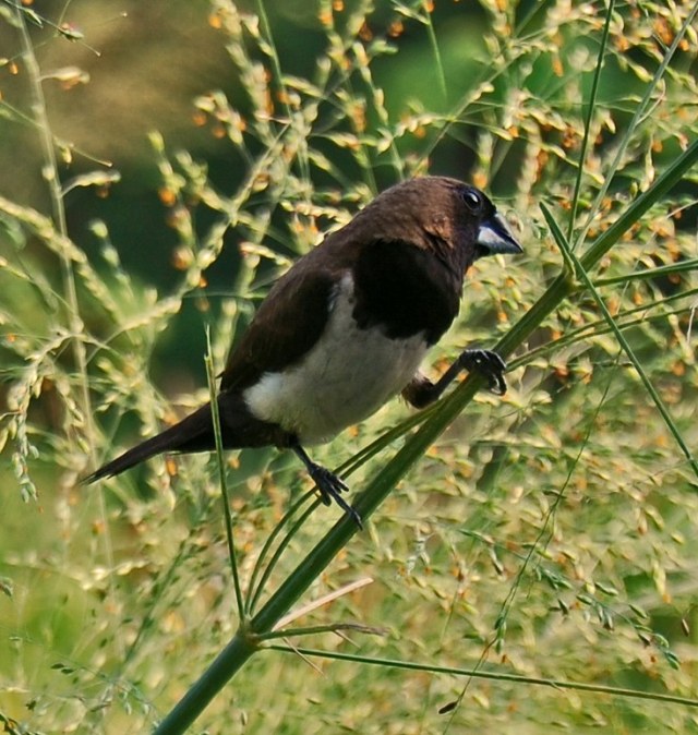Burung Emprit: Apakah Bisa Dipelihara?