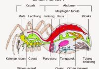 Apakah Laba-Laba Memiliki Tulang Belakang?