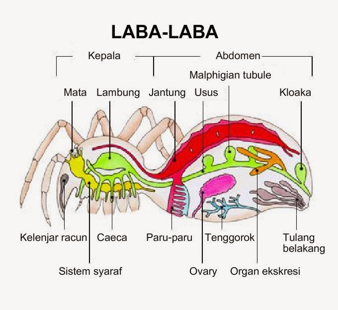 Apakah Laba-Laba Memiliki Tulang Belakang?