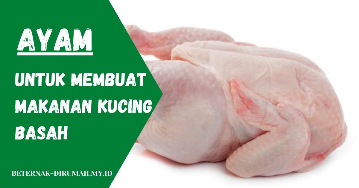 Cara Membuat Makanan Basah Kucing dari Ayam: Panduan Lengkap