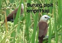 Burung Emprit Kaji: Makan Apa Saja yang Dibutuhkan?