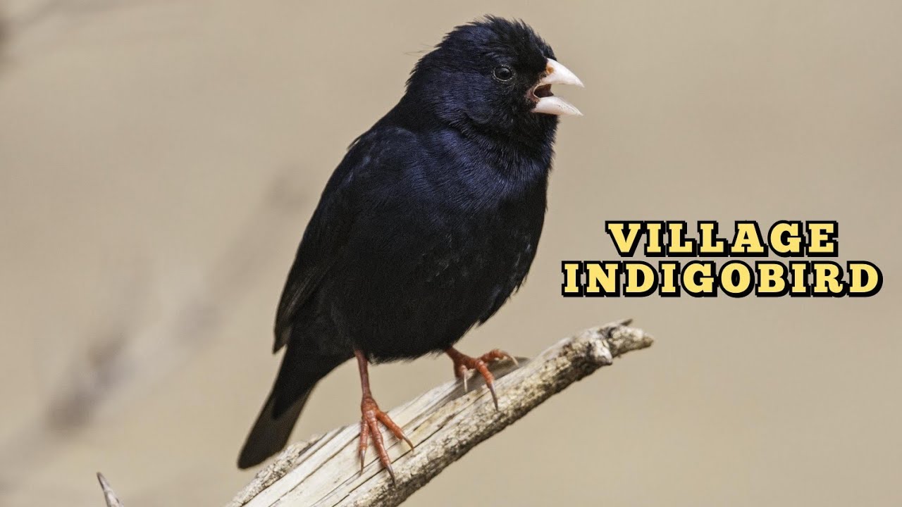 burung emprit indigo