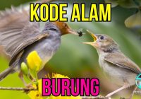Erek-erek Burung Emprit 2D: Pengertian, Arti, dan Makna