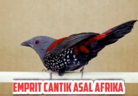 Burung Emprit Afrika: Keindahan dan Keunikan yang Tidak Terkalahkan