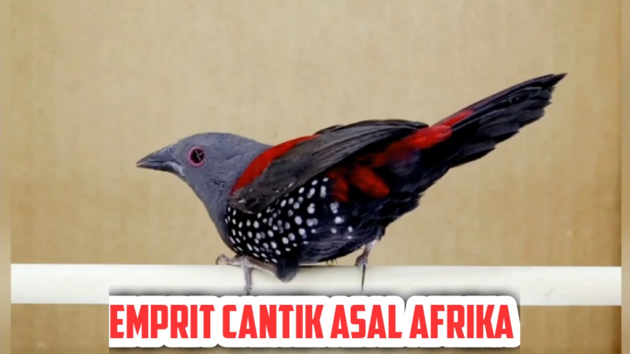 Burung Emprit Afrika: Keindahan dan Keunikan yang Tidak Terkalahkan