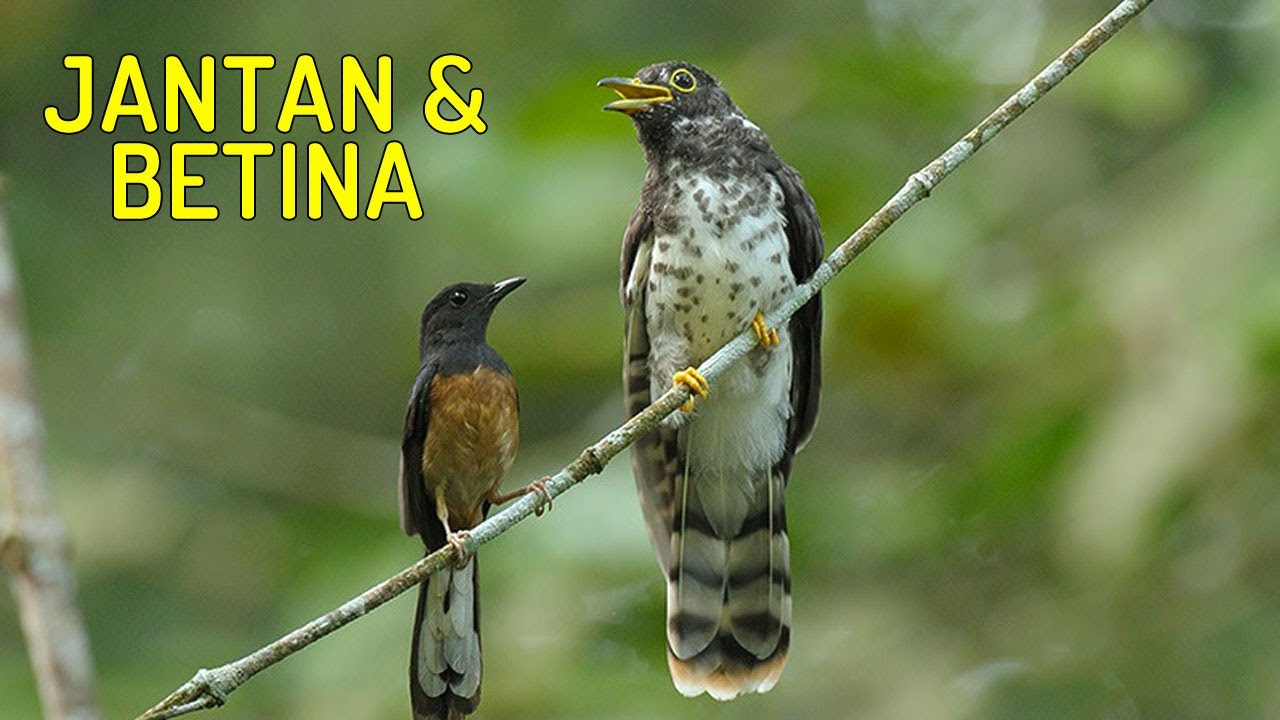 Burung Emprit Gantil Jantan: Ciri-Ciri, Perilaku, dan Cara Perawatan