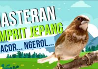 Burung Emprit Jepang Gacor: Panduan Lengkap dan Tips Membuatnya Bernyanyi