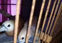 Burung Emprit Kepala Putih: Profil, Habitat, dan Tips Merawat