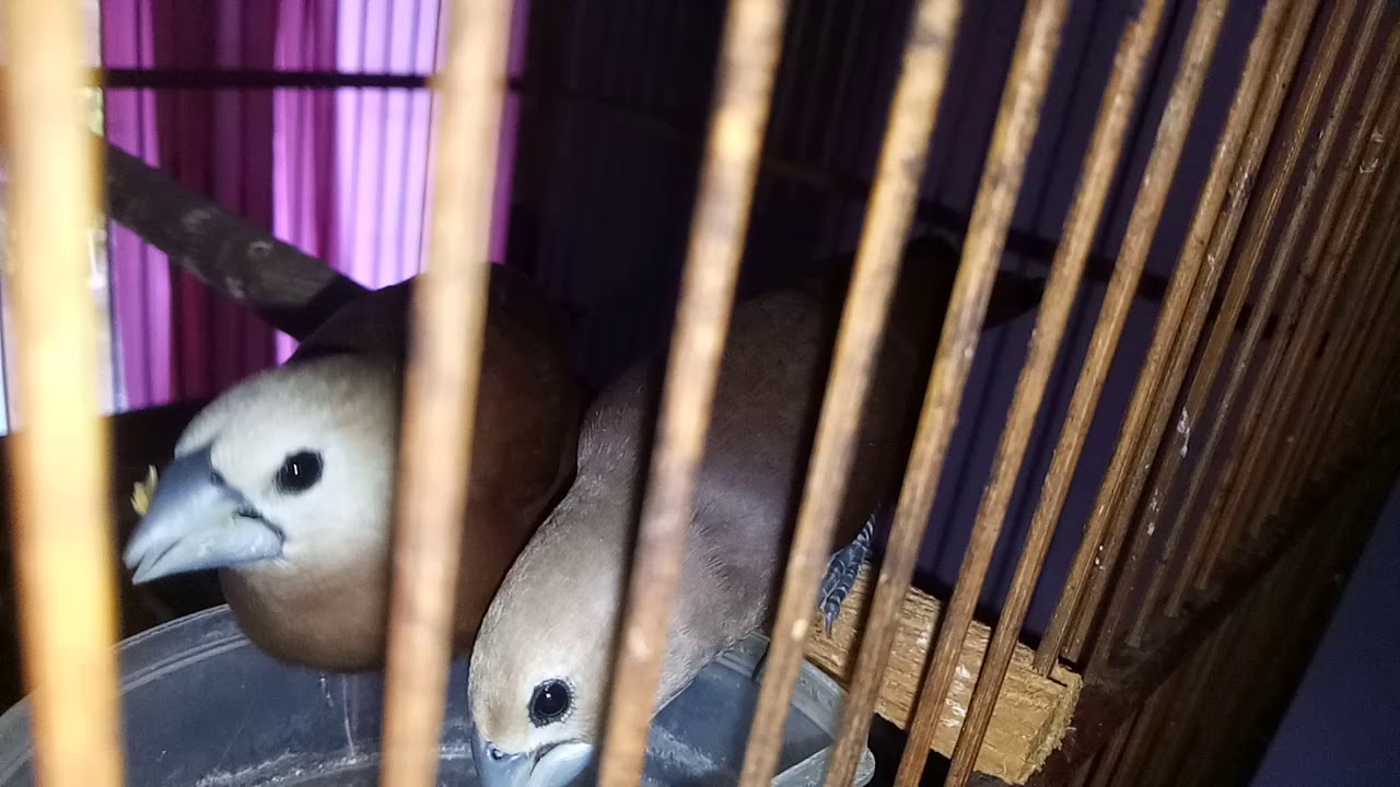 Burung Emprit Kepala Putih: Profil, Habitat, dan Tips Merawat