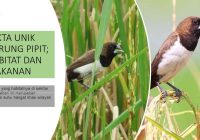 Burung Emprit: Makanannya dan Fakta Lainnya