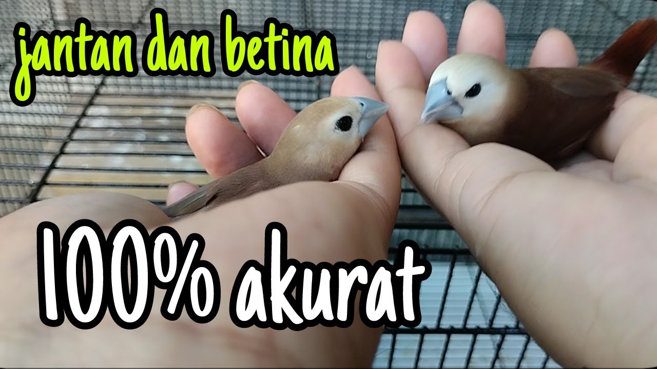 Ciri Burung Emprit Jantan dan Betina: Panduan Lengkap
